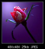 
          
: Цветок роза.jpg
: 470
: 25.3 
ID: 3759
    